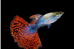 常见的观赏鱼种类（常见观赏鱼种类大全及名称）