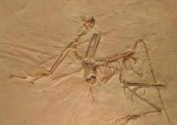 鸟类的祖先是什么动物（鸟的祖先到底是什么）