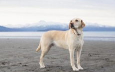 拉布拉多犬图片 幼犬多少钱一只（为什么都不建议养拉布拉多）