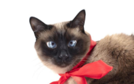 暹罗猫价格多少钱一只（暹罗猫价格多少钱一只2023年）