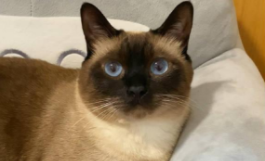 暹罗猫价格多少钱一只图片（暹罗猫猫价格）