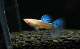 12种最适合学生养的宠物鱼（12种最适合学生养的宠物鱼有哪些）