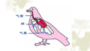 鸟类的呼吸器官是什么（鸟类的呼吸是什么呼吸）