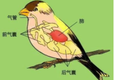 鸟类的呼吸系统由什么组成（鸟类的呼吸系统经过周期）