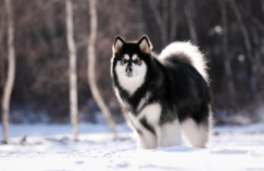 阿拉斯加犬多少钱一只（阿拉斯加犬多少钱一只幼崽）