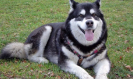 阿拉斯加犬好养吗?（阿拉斯加犬优缺点有哪些）