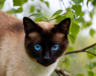 了解一下泰国暹罗猫（泰国猫暹罗猫特点是什么）