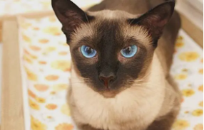 泰国暹罗猫纯种多少钱（泰国暹罗猫有几个品种）