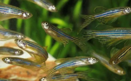 常见观赏鱼的种类图片和名字（常见观赏鱼大全）