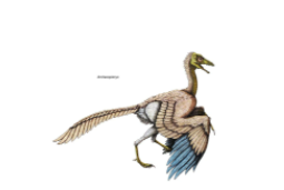 始祖鸟是不是鸟类的祖先（始祖鸟是不是鸟类的祖先动物）