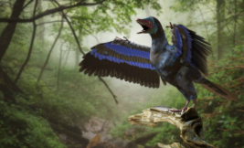 鸟类的祖先是翼龙吗（鸟类的祖先是什么龙）