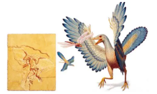 鸟类的祖先是爬行类吗（鸟类的祖先是什么动物）