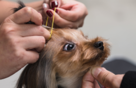 宠物美容学费一般多少一般学多久（自学宠物医学看什么书）