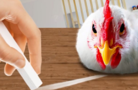 动物催眠的注意事项有哪些（动物麻醉注意事项）