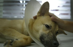 怎么判断狗得了犬瘟（小狗得犬瘟初期症状）