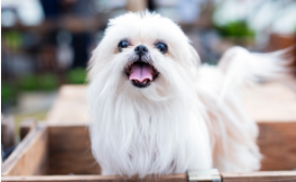 马尔济斯犬价格 价位（马尔济斯犬品相）