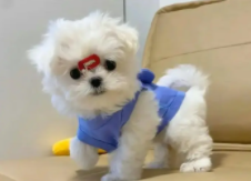 马尔济斯犬价格大概多少钱一只（马尔济斯狗狗多少钱一只）