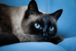 泰国暹罗猫怎么读拼音（泰国猫暹罗猫怎么读）