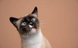 泰国暹罗猫吃什么（泰国暹罗猫吃啥）