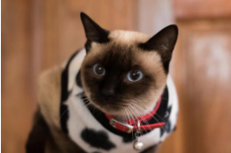 虎斑暹罗猫多少钱一只（暹罗猫哪个颜色最贵）