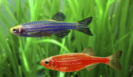 100种热带鱼介绍（小型热带鱼品种大全）