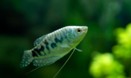 20种最凶猛的观赏鱼（20种最凶猛的观赏鱼）