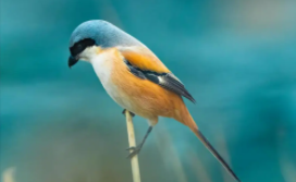 鸟类百科全书（鸟类百科全书推荐）