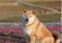 柴犬价格有1000以下的吗（柴犬价格大概多少）