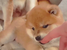 柴犬价格多少钱一只黑色（柴犬黑柴价格）