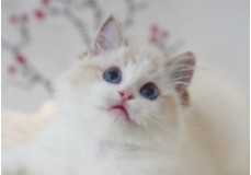 外国猫品种（布偶在国外是土猫吗）