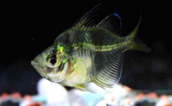 玻璃拉拉鱼吃什么饲料（玻璃拉拉鱼的冷知识）