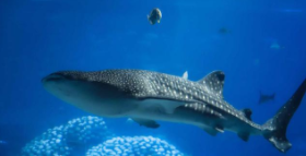 世界上最大、最小和最奇怪的鲨鱼（最小的鲨鱼叫什么）
