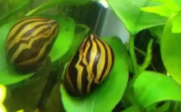 鱼缸养什么螺除藻好（什么螺吃黑毛藻最好）