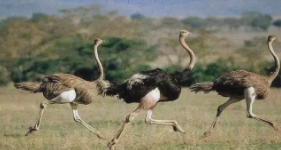 大型的鸟有哪些品种（大型的鸟类有哪些）