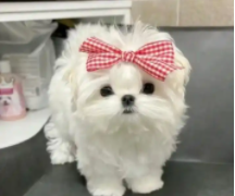 马尔济斯犬价格差异太大（马尔济斯犬价位）