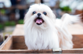 马尔济斯犬的优缺点（马尔济斯犬的优缺点掉毛吗）