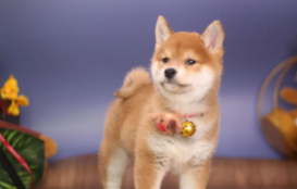 柴犬价格多少钱一只（纯种柴犬价格多少钱一只）