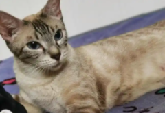 可爱的小猫日记100字（可爱的小猫日记100字怎么写）