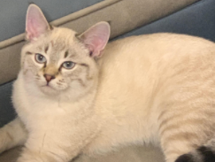 领养小猫的平台（领养小猫的网站有哪些）