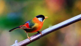 小型宠物鸟有哪些（小型宠物有哪些品种）