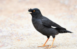 宠物鸟品种图片大全（宠物鸟品种大全报价）