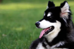 阿拉斯加狗的智商排名第几（阿拉斯加犬的智商）