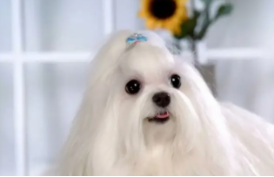 马尔济斯犬价格多少（马尔济斯犬好养吗）