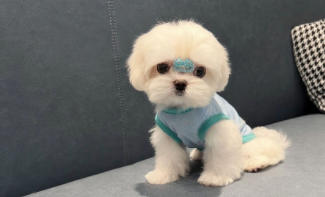 马尔济斯犬价格的主要方面（马尔济斯犬贵不贵）