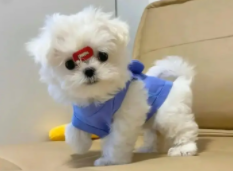 马尔济斯犬价格行情（马尔济斯犬价格价位）