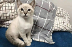 虎斑暹罗猫是杂交么（虎斑暹罗是不是纯种）