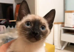 海豹虎斑暹罗猫（海豹虎斑暹罗猫是什么品种）