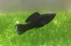 黑美人鱼观赏鱼（黑色的热带鱼有哪些）