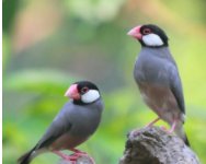 小型宠物鸟品种及图片（小型宠物鸟品种欣赏）