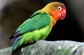 笼养鸟有哪些品种（12种最适合懒人养的鸟）